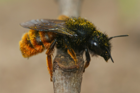 Les abeilles sauvages - Les Dorloteurs d'Abeilles