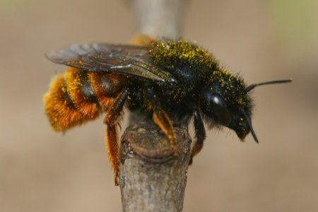 Les abeilles : qui sont-elles ? Combien d'espèces ?