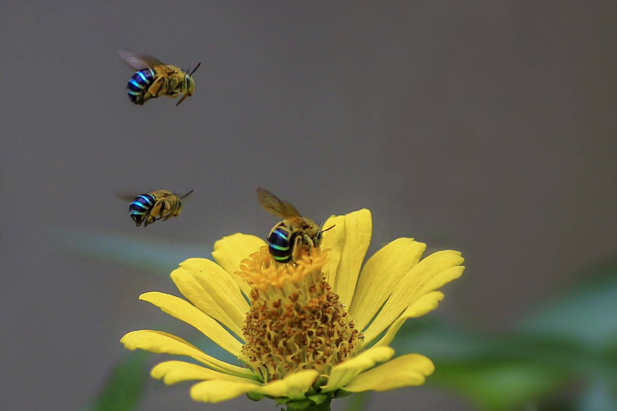 Quelles sont les différentes parties du corps d'une abeille ? Les  Dorloteurs d'Abeilles