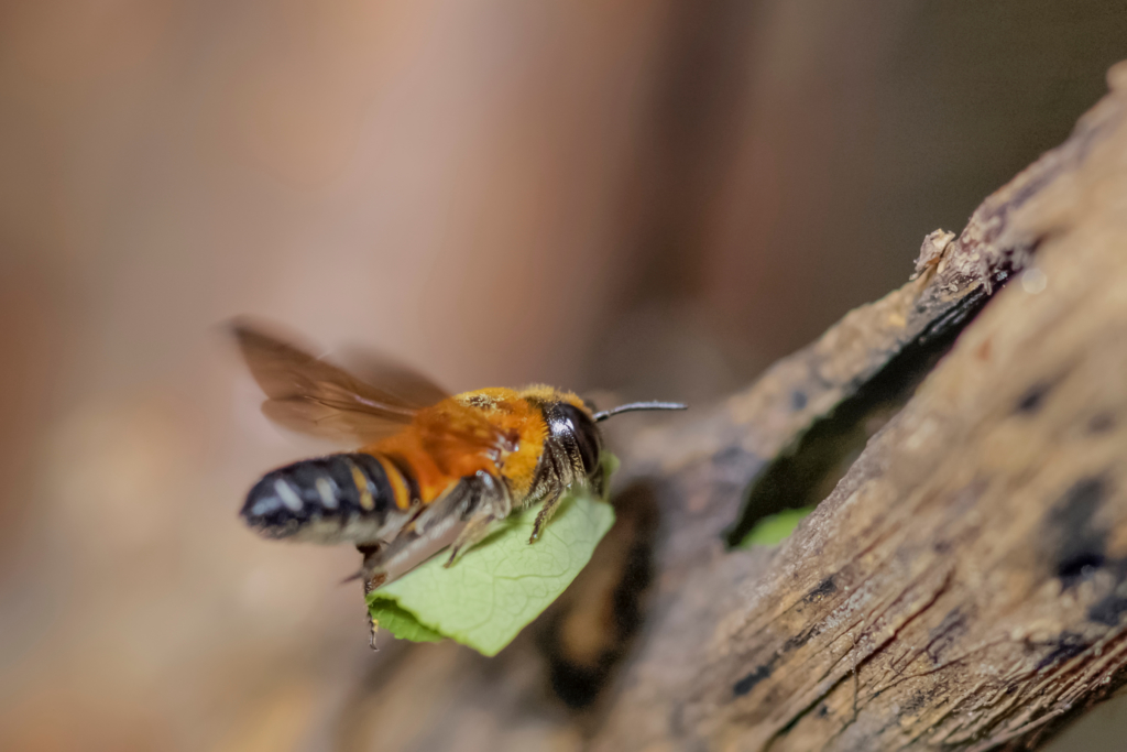 Les mégachiles ces abeilles sauvages qui poinçonnent les feuilles de nos jardins