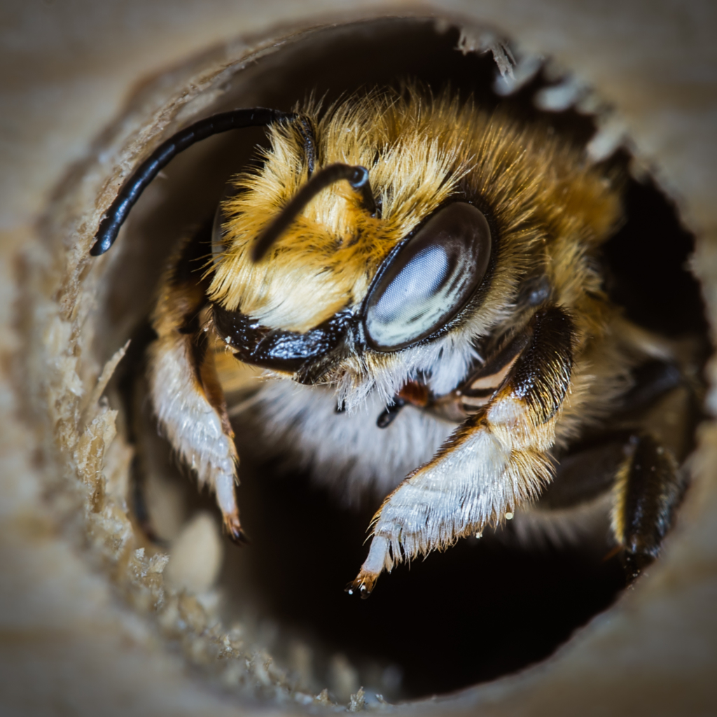 Les mégachiles ces abeilles sauvages qui poinçonnent les feuilles de nos jardins