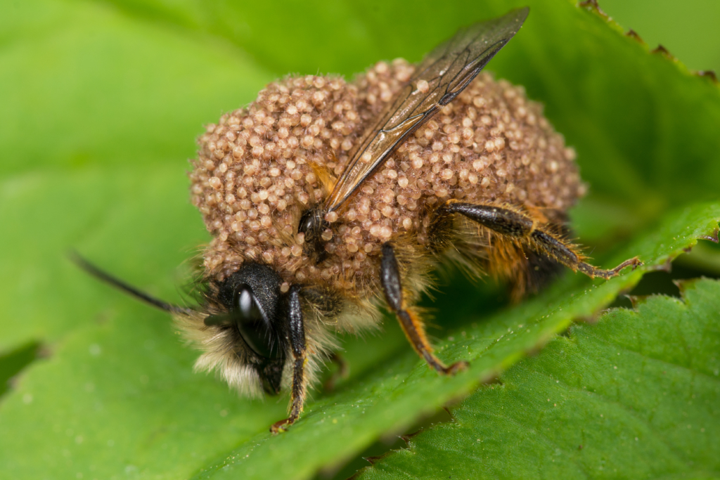 Quels sont les principaux parasites qui attaquent les nids d'abeilles sauvages ?