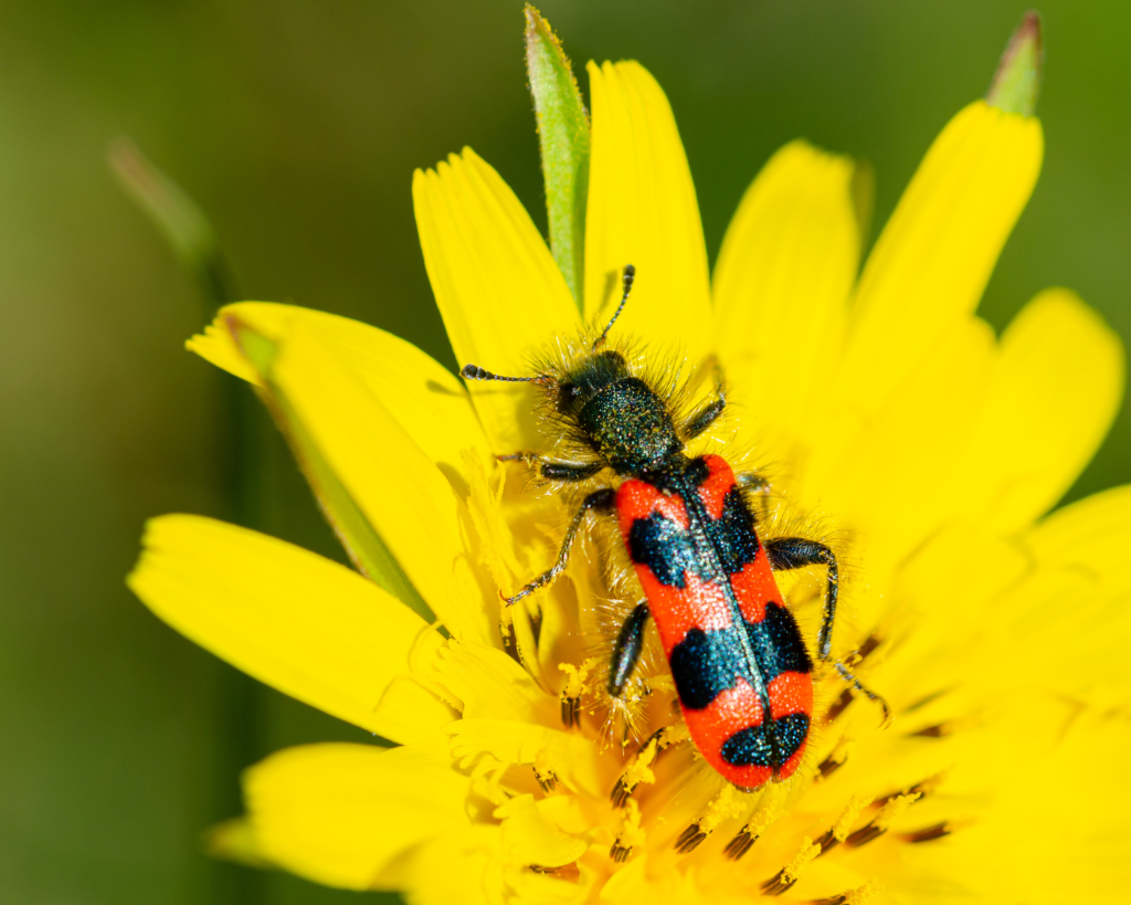 Les nids d'abeilles solitaires et sociales / Insectes n° 137 - Inra