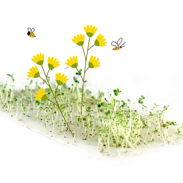 Carte à planter - Abeilles - Image 2
