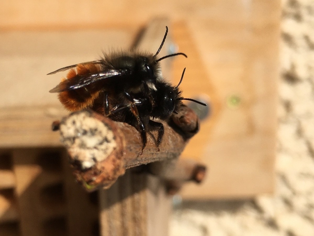 osmie cornue mâle et femelle (osmia cornuta)