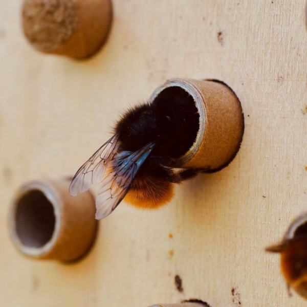abeille-sauvage-dorlotoir