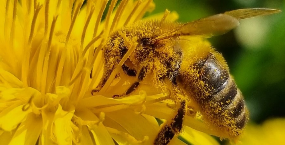 abeille-pollen-fleur-jaune