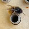 Offre ENGIE : Dorlotoir Chalet - Nichoir à abeilles solitaires - Image 4