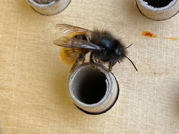 Pack Dorlotoir Chalet + cocons d'abeilles + graines de fleurs - Image 7