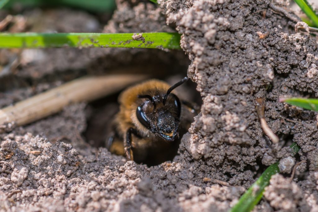 abeille des sables dans son nid