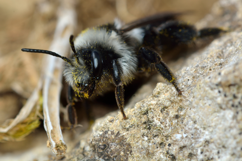 abeille des sables Andrena Cineraria avec des grains de pollen sur les poils