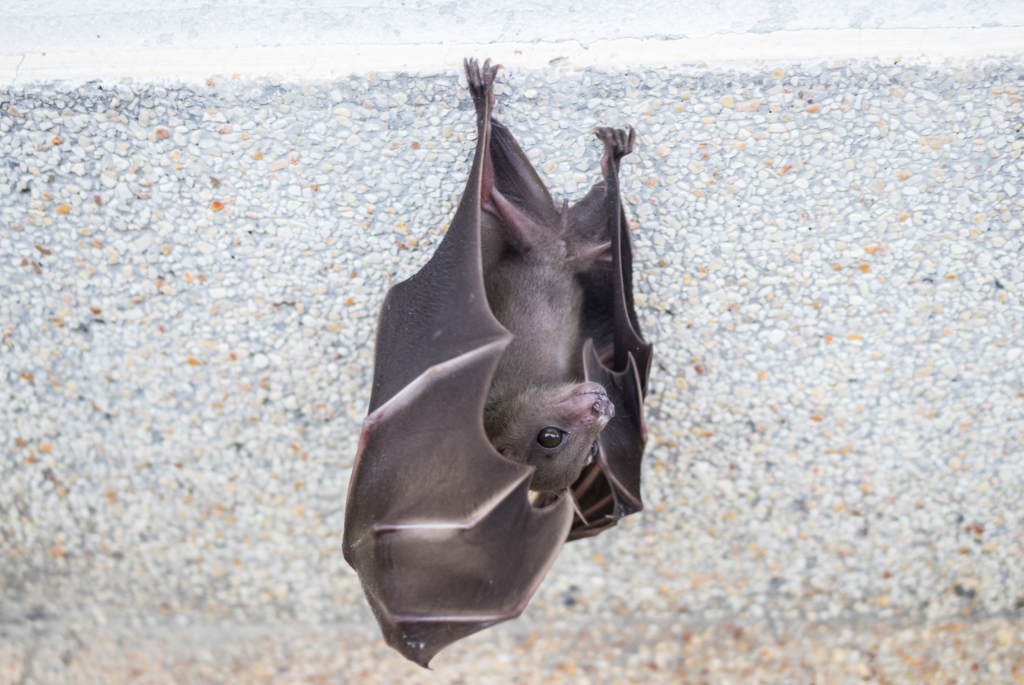 aider animaux jardin - chauve-souris-protection-dorloteurs