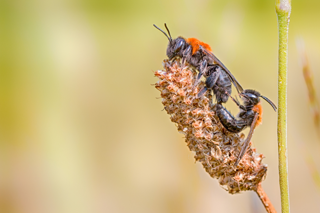 deux abeilles des sables andrènes thoraciques