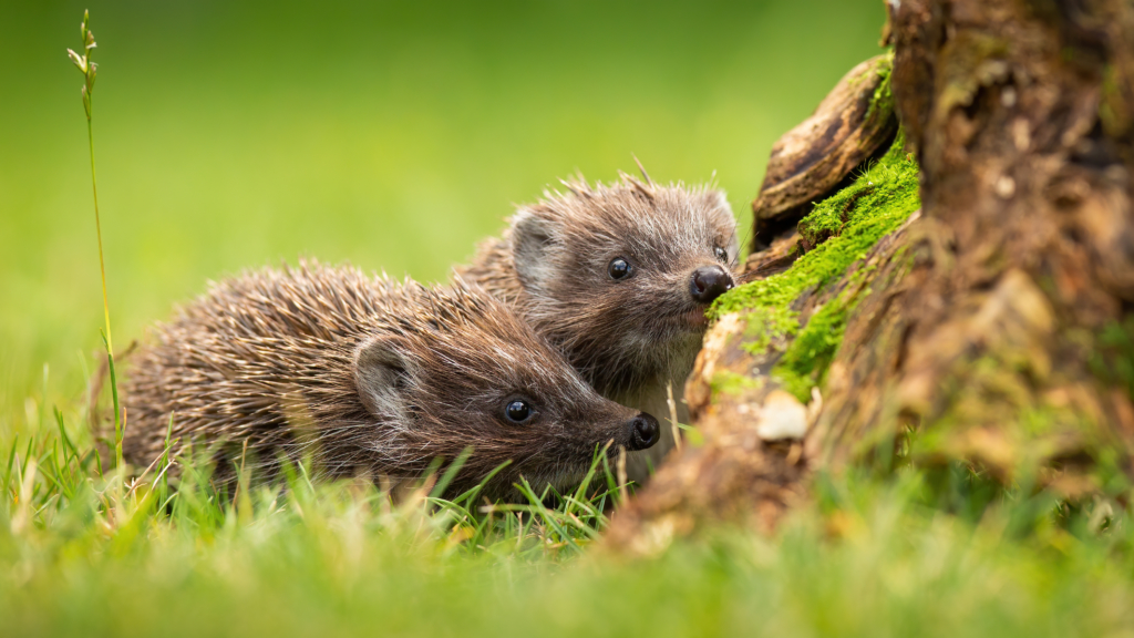 aider animaux jardin - nourrir les hérissons