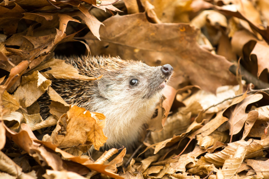 aider animaux jardin - abri hérissons dorloteurs