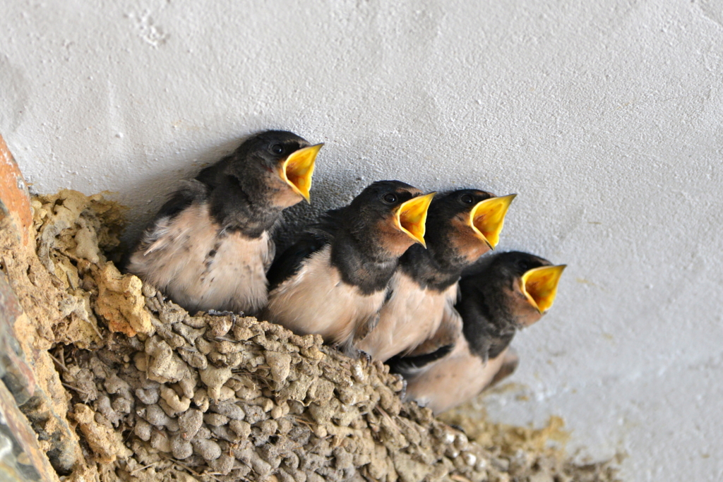 aider animaux jardin - jeunes hirondelles dans leur nid