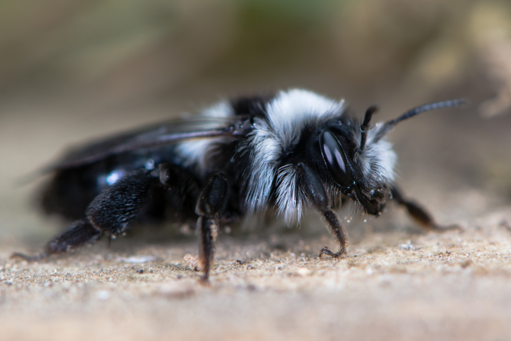 abeille des sables femelle Andrena coneraria
