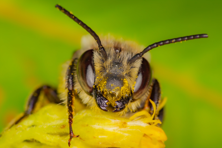 abeille-sauvage-gros-plan