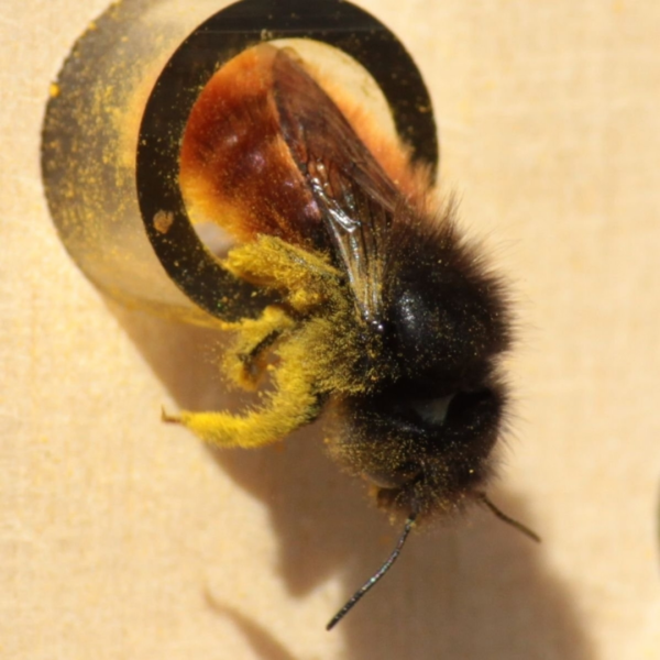 abeille-dorlotoir-chalet