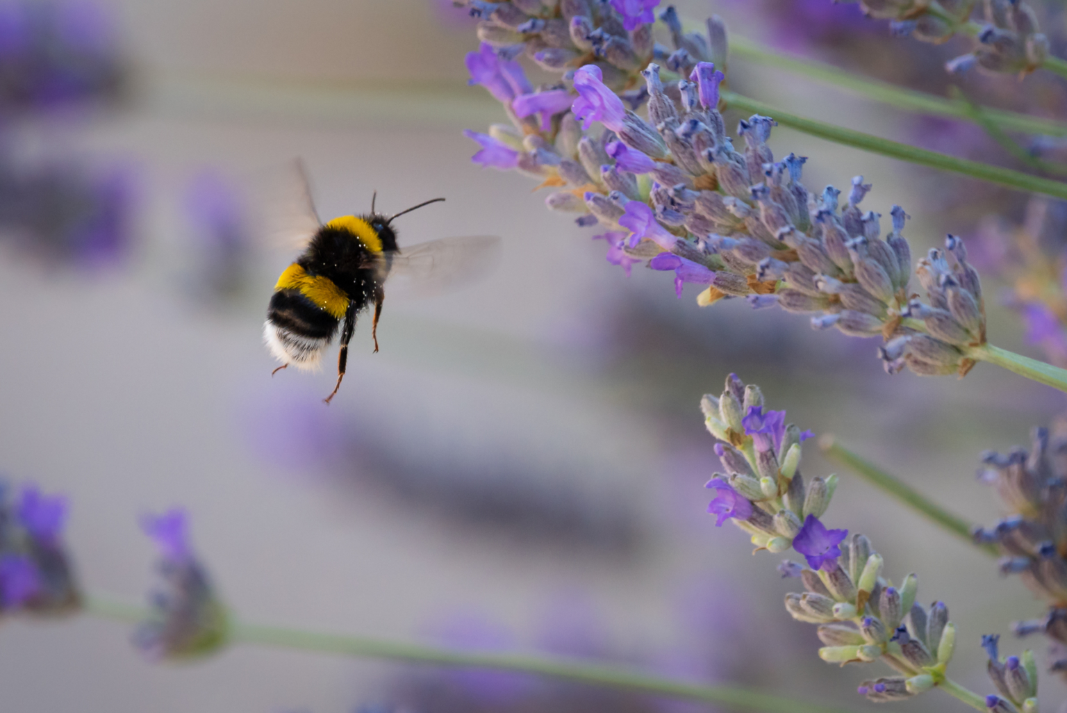Le bourdon terrestre Les Dorloteurs d'Abeilles — free download