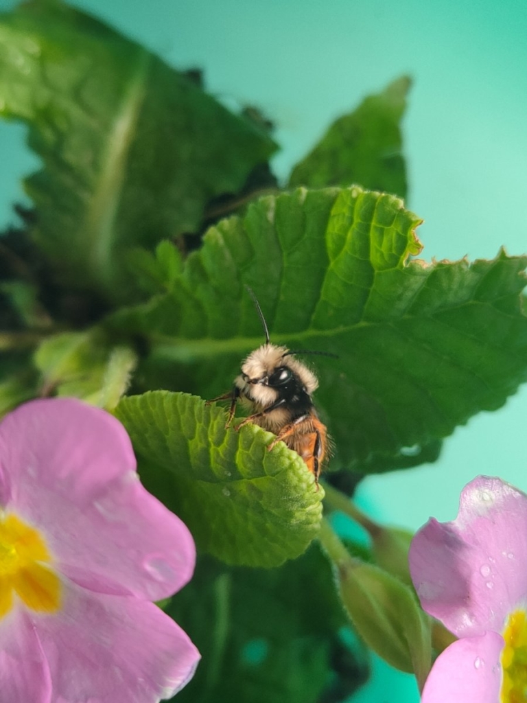 Quelles sont les différentes parties du corps d'une abeille ? Les  Dorloteurs d'Abeilles