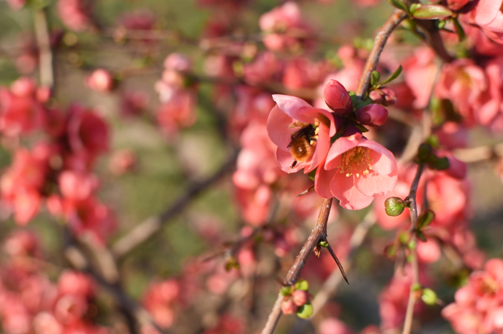 abeille sauvage pollinisatrice