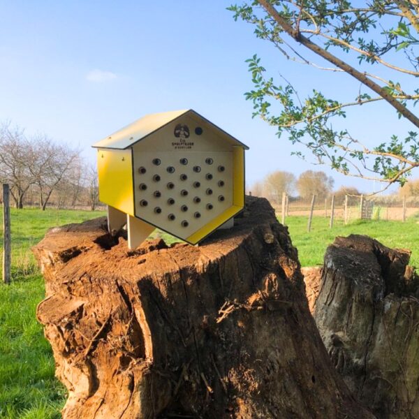 Dorlotoir Mimosa - Hôtel à abeilles solitaires avec zones d’observation transparentes - Image 2