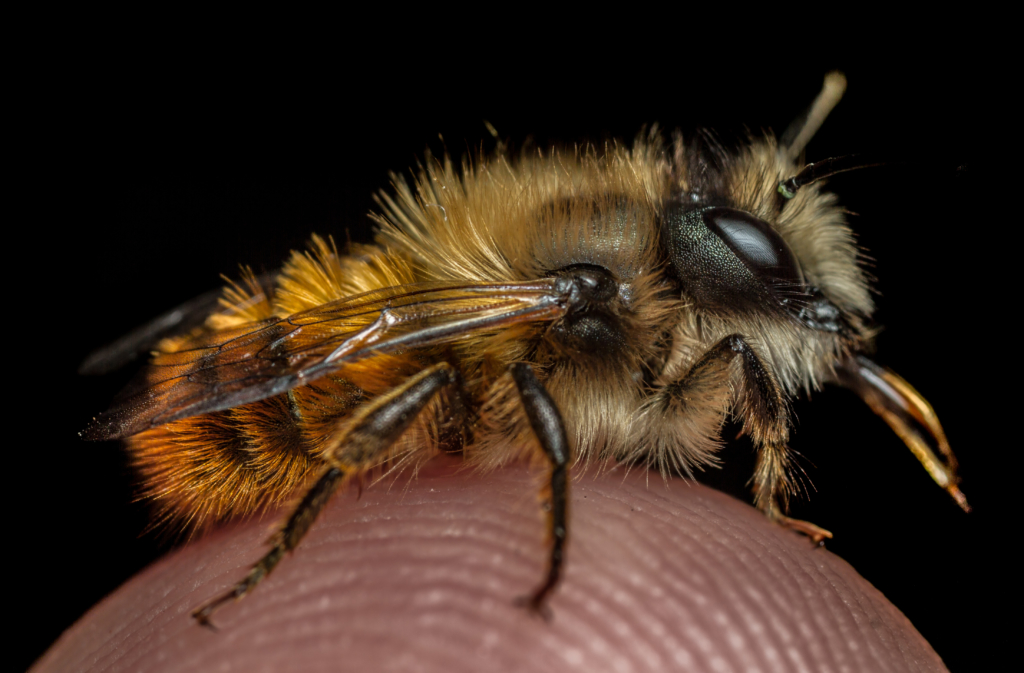 Les différentes parties du corps d'une abeille : Abeille sauvage