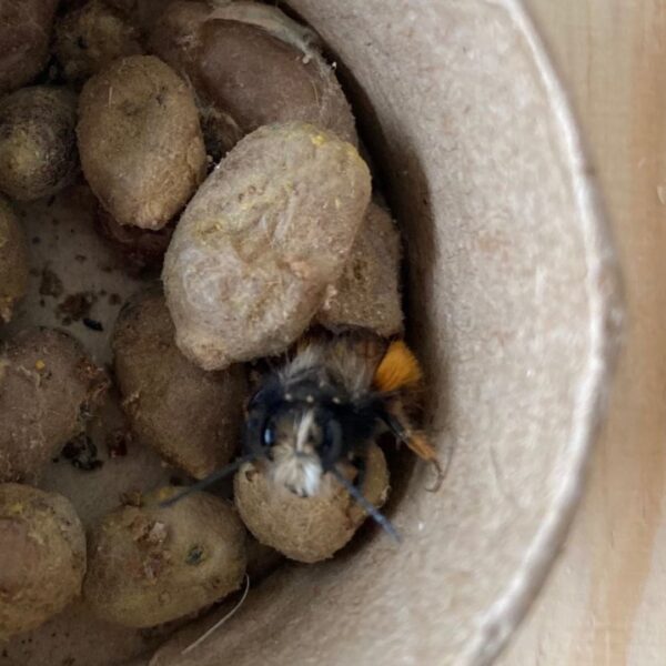cocons abeilles solitaires maçonnes