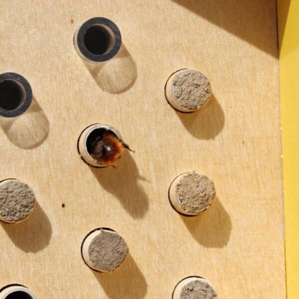 Dorlotoir Mimosa - Hôtel à abeilles solitaires avec zones d’observation transparentes - Image 3