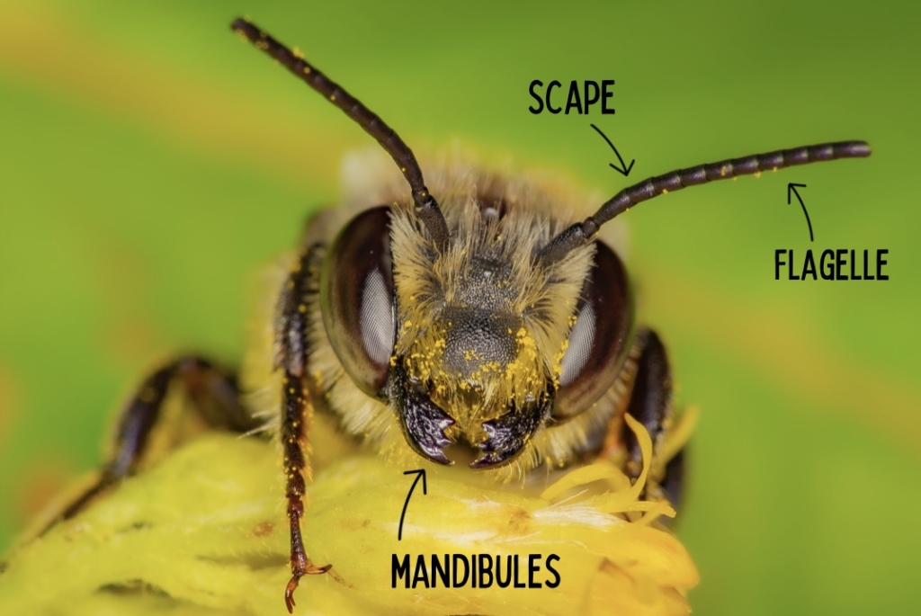 Les différentes parties du corps d'une abeille : comment est construite la tête d'une abeille ?
