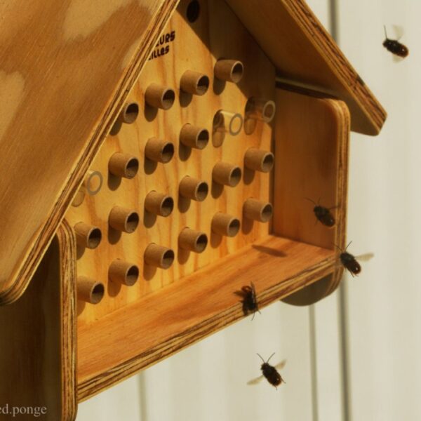 ruche pour abeilles sauvages