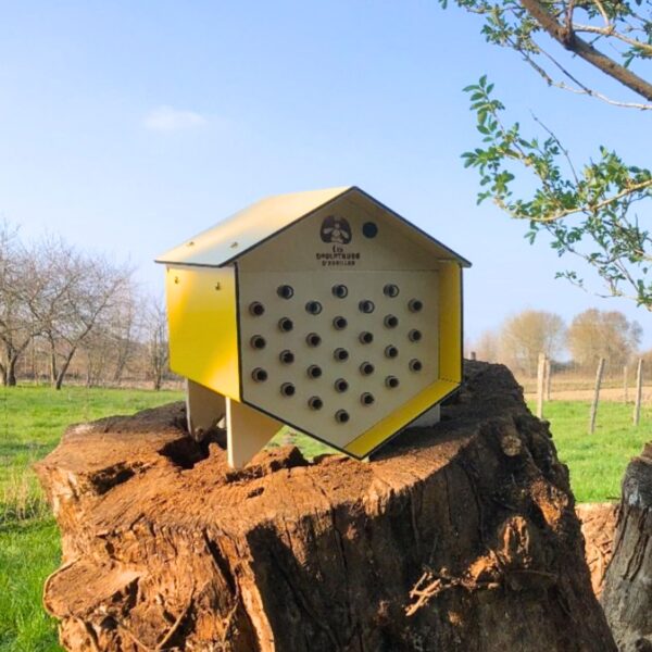 ruche abeilles sauvages dorlotoir mimosa