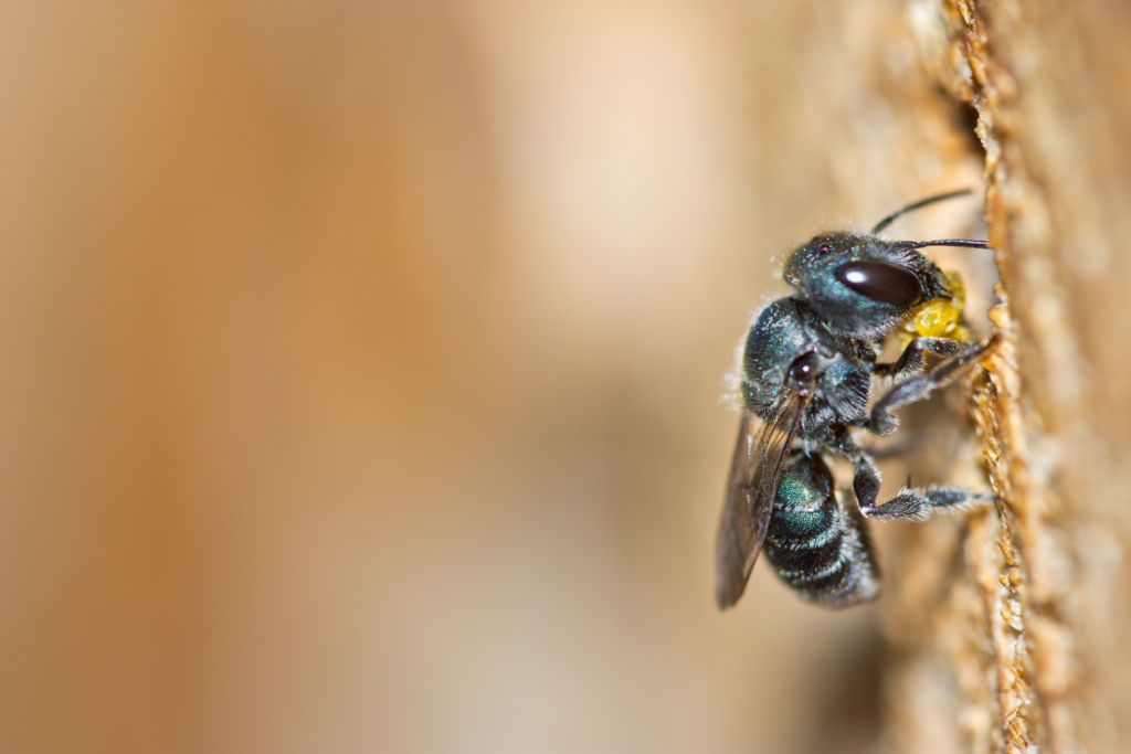 Une abeille maçonne bleue