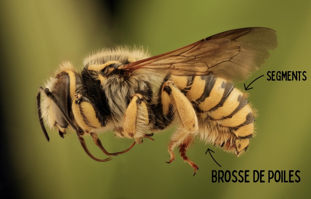 l'abdomen des abeilles