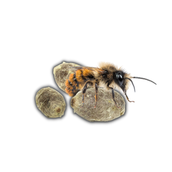 Pack Dorlotoir Chalet + cocons d'abeilles + graines de fleurs - Image 9