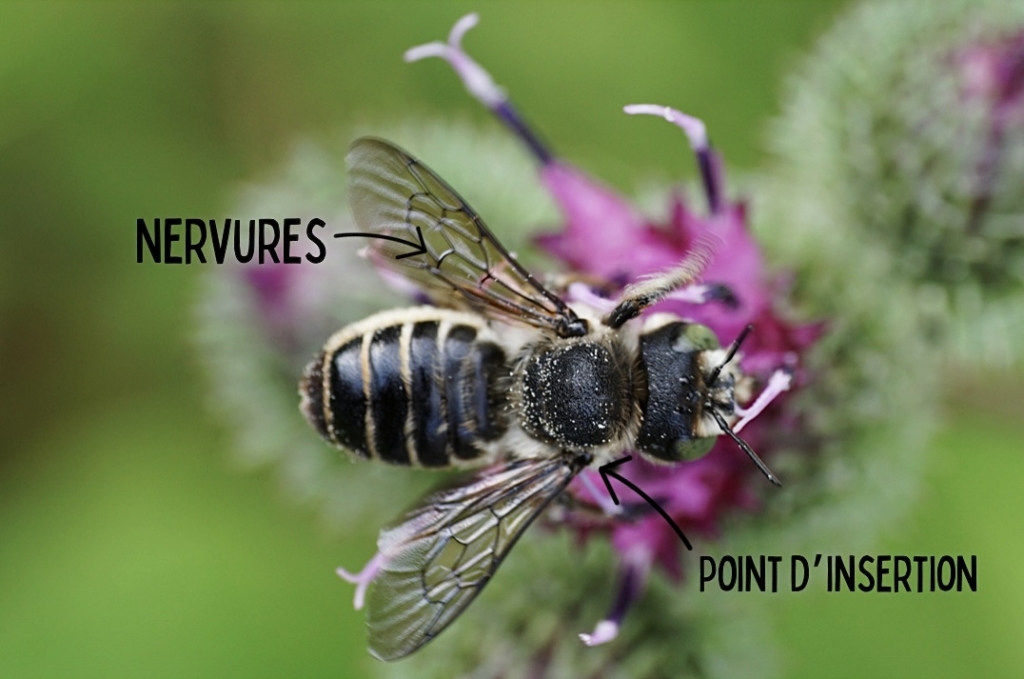 Les différentes parties du corps d'une abeille : la composition des ailes des abeilles