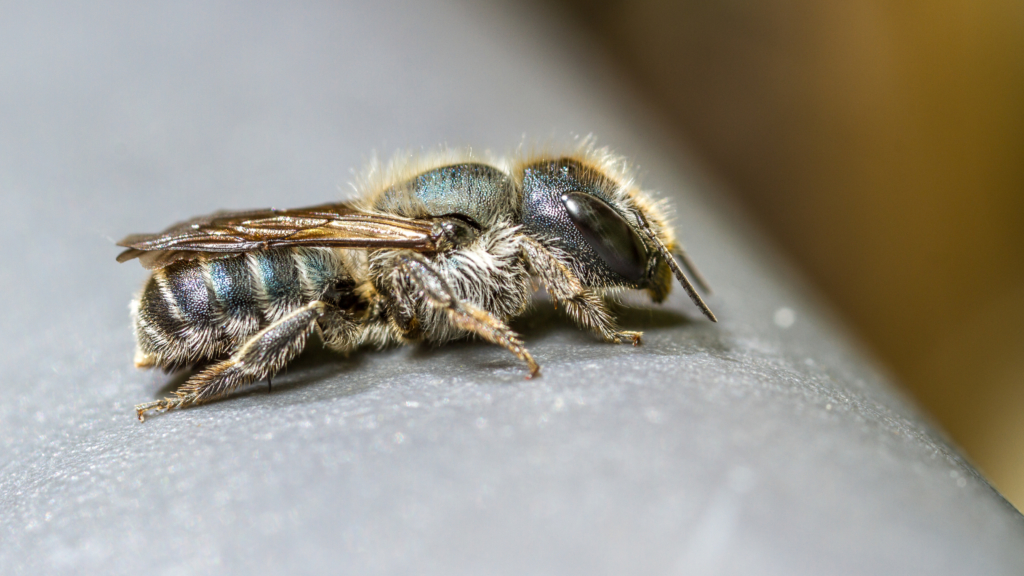 Abeille maçonne bleue