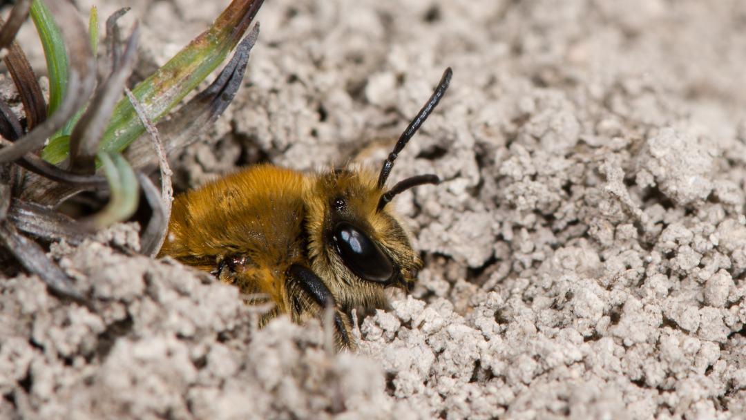 Quelles Abeilles Sauvages Peut on Observer En Automne Les Quelles Abeilles Sauvages Peut on Observer En Automne Les