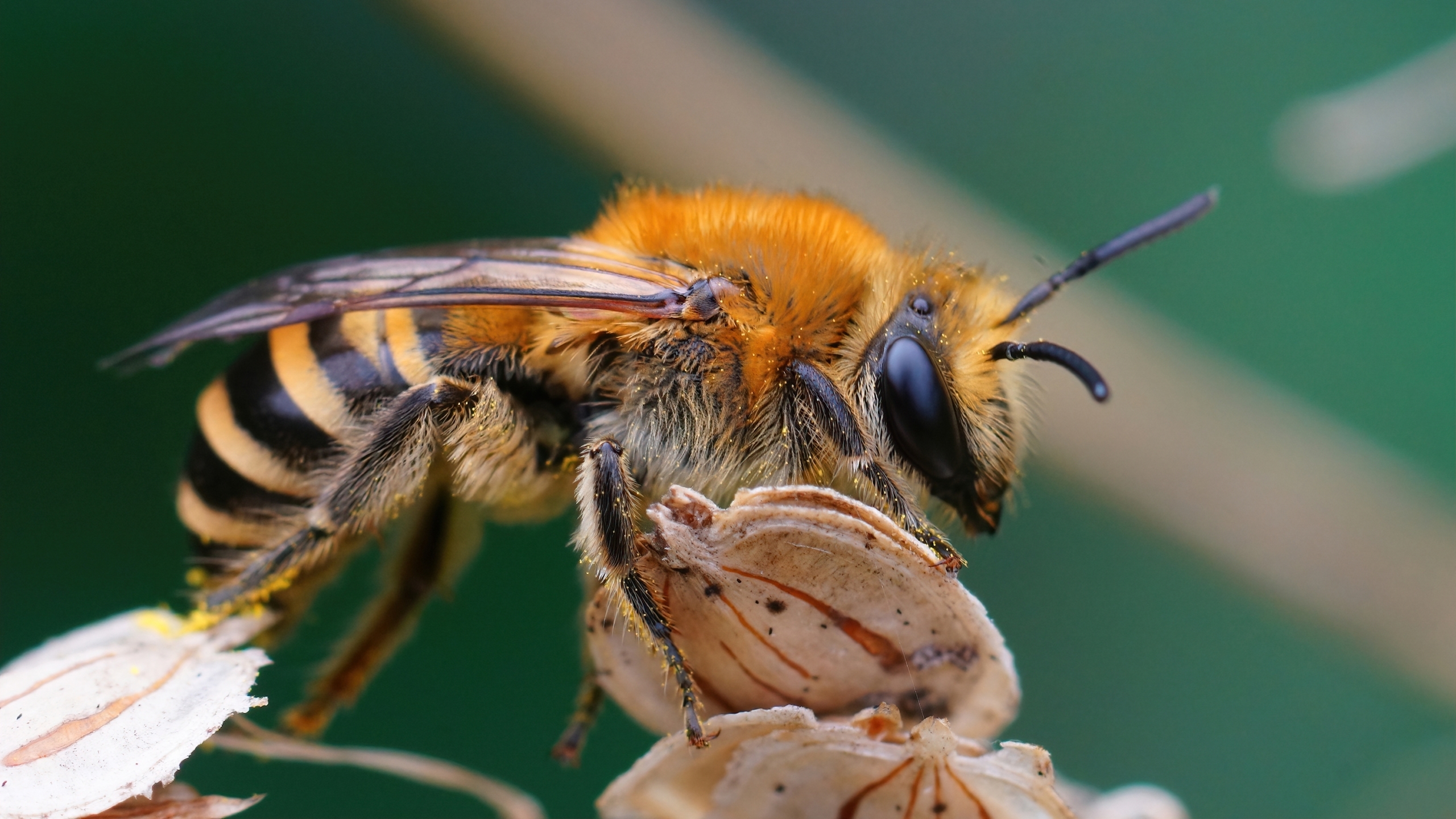 Collète du lierre, abeille sauvage d'automne. 
