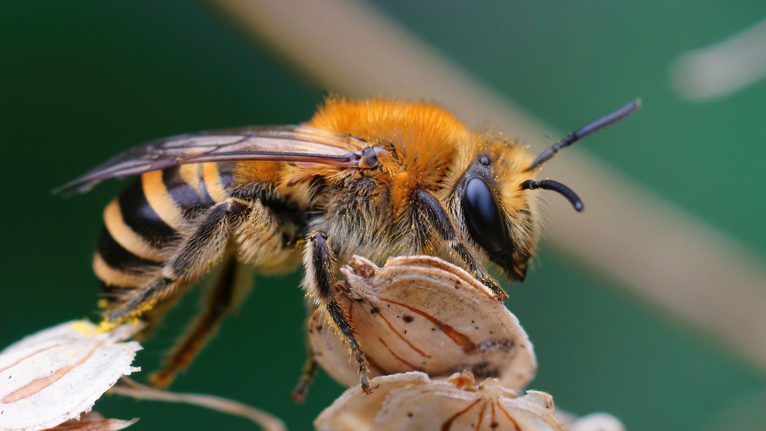 Quelles sont les différentes parties du corps d'une abeille ? Les  Dorloteurs d'Abeilles