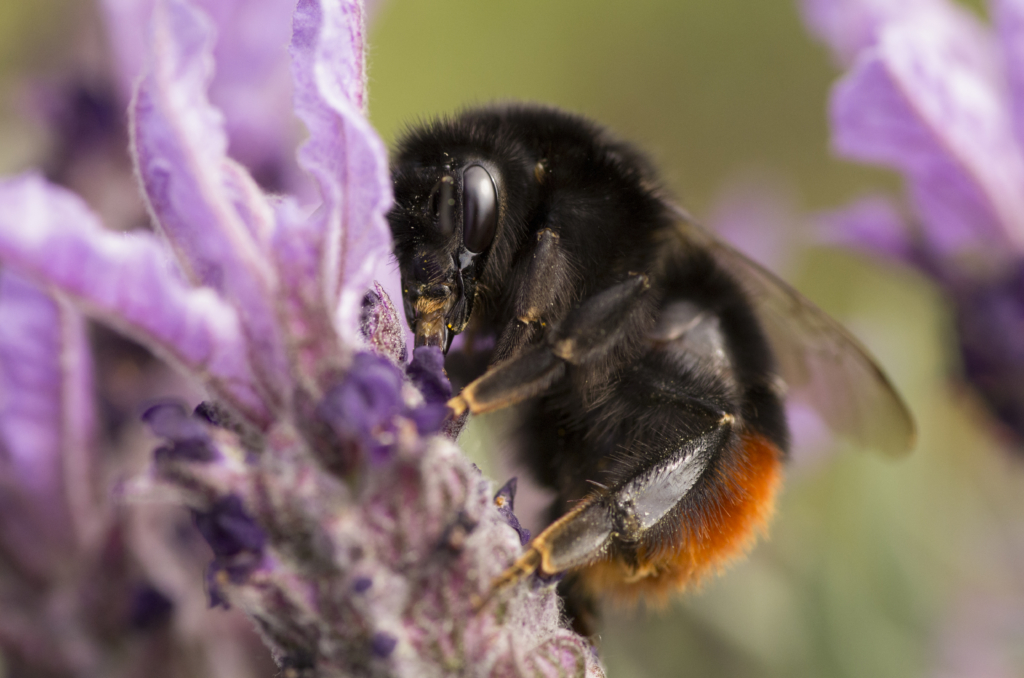 Bourdon des pierres femelle que l'on peut observer en automne