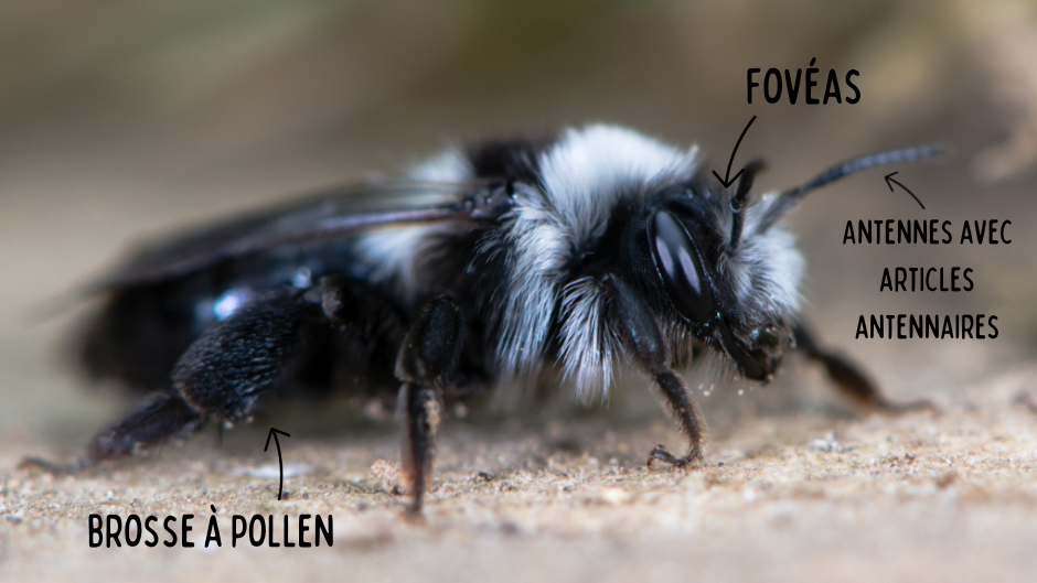 Les différentes familles d'abeilles 
 : Caractéristiques de l'abeille cendrée