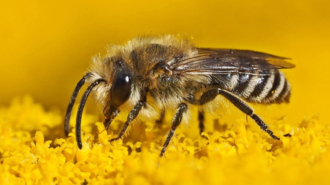 Collète du lierre sur du pollen