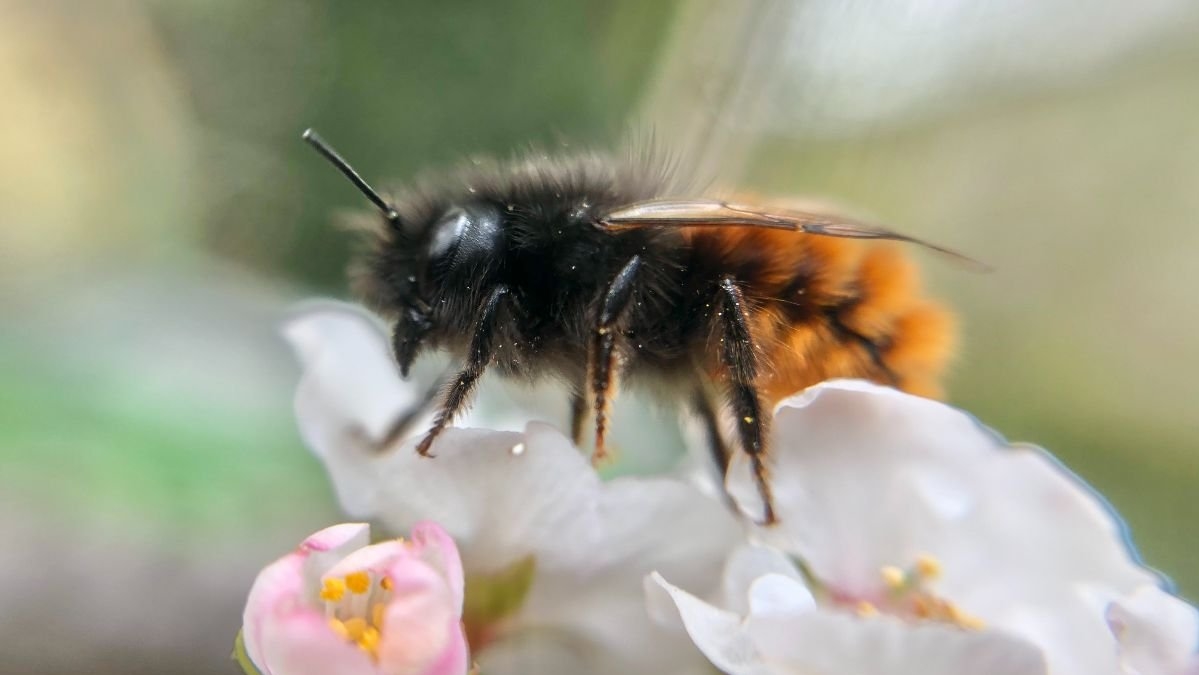 Les différentes familles d'abeilles : Osmie cornue du genre Osmia