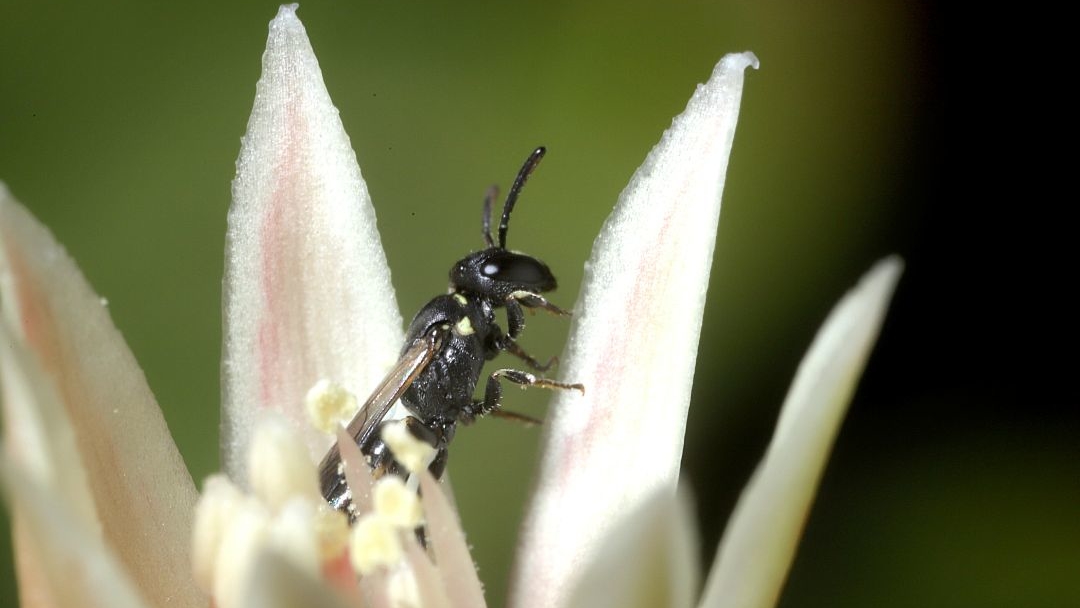 Les différentes familles d'abeilles 
 : Hylaeus 