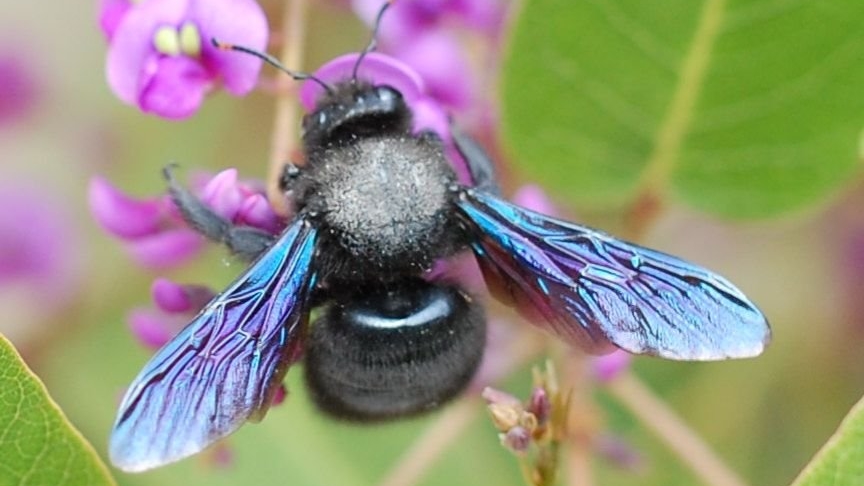 Abeille charpentière de dos.