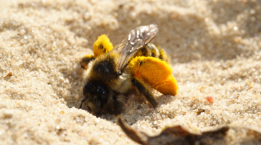 Les différentes familles d'abeilles  : abeille à culotte dans le sable