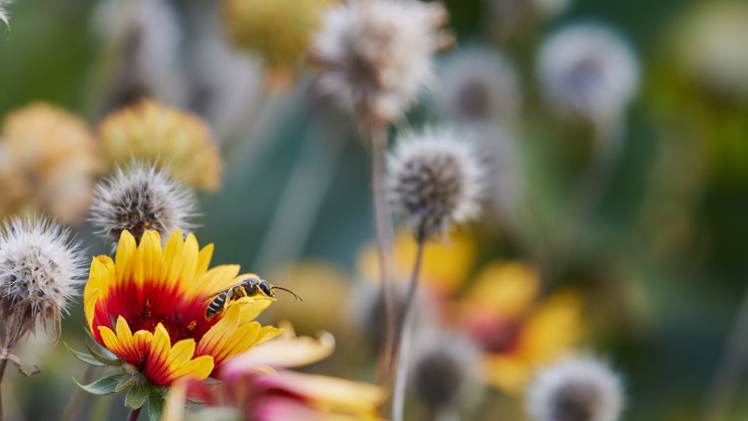 Les différentes familles d'abeilles : Abeille sauvage de la famille des Halictidés