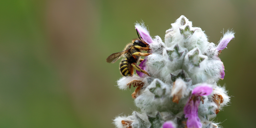 abeille cotonnière qui récolte des fibres végétales sur une fleur locale pour son nid